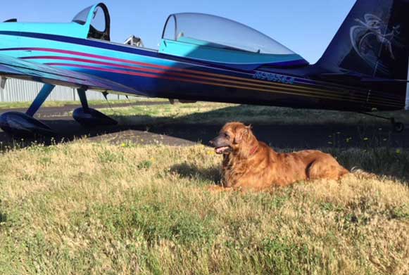 Buster the Golden